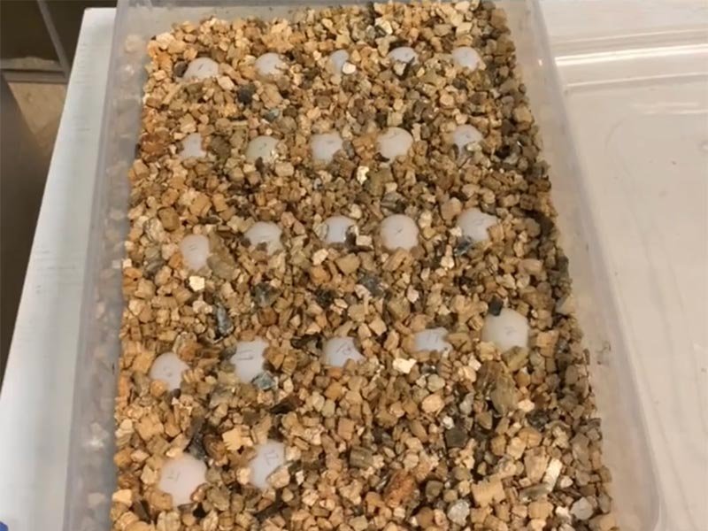 wet vermiculite for incubating reptile eggs